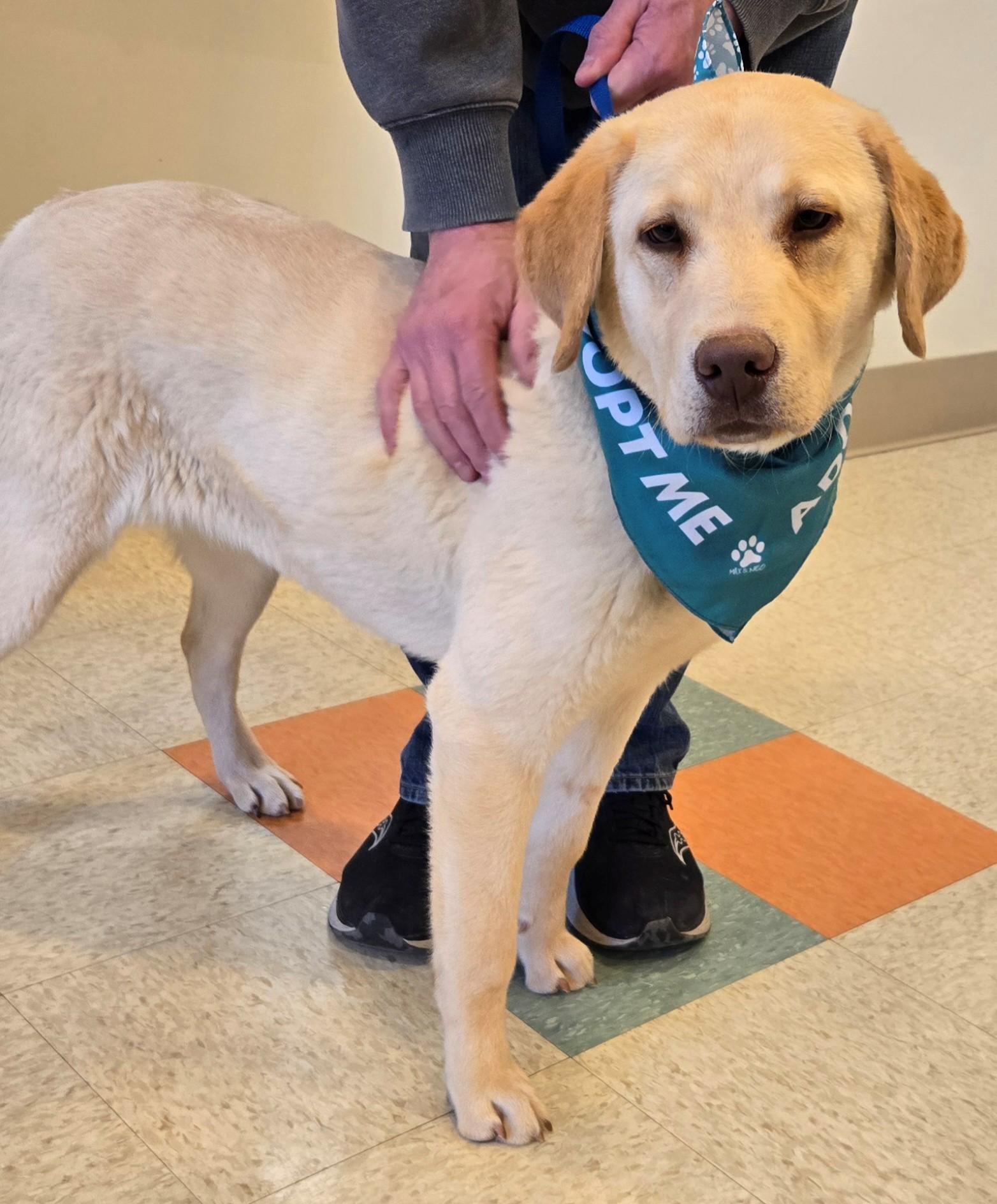 Enlarge Tucker, an adopted Yellow Labrador Retriever in Bluffton, IN image 1/1