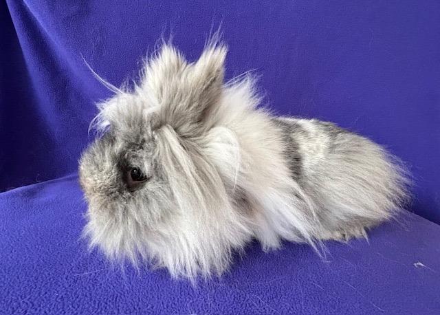 Enlarge Gristle / Bridget, a Adoptable mixed breed in Lewisville, TX image 1/3