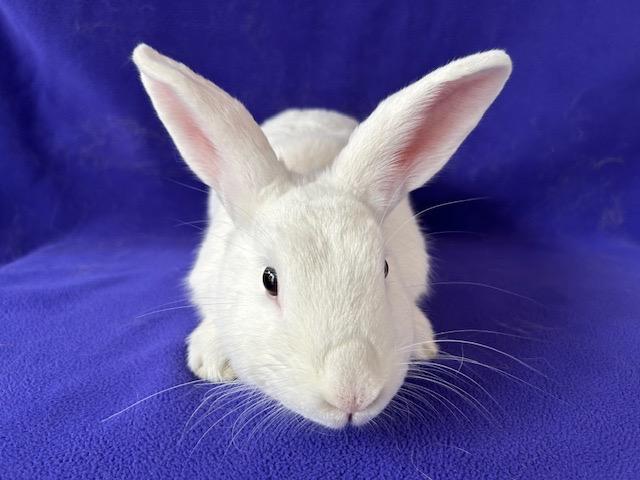 Gristle / Bridget, a Adoptable mixed breed in Lewisville, TX image 1/3