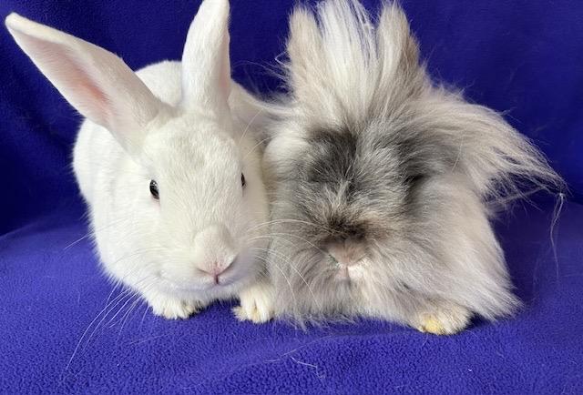 Gristle / Bridget, a Adoptable mixed breed in Lewisville, TX image 3/3