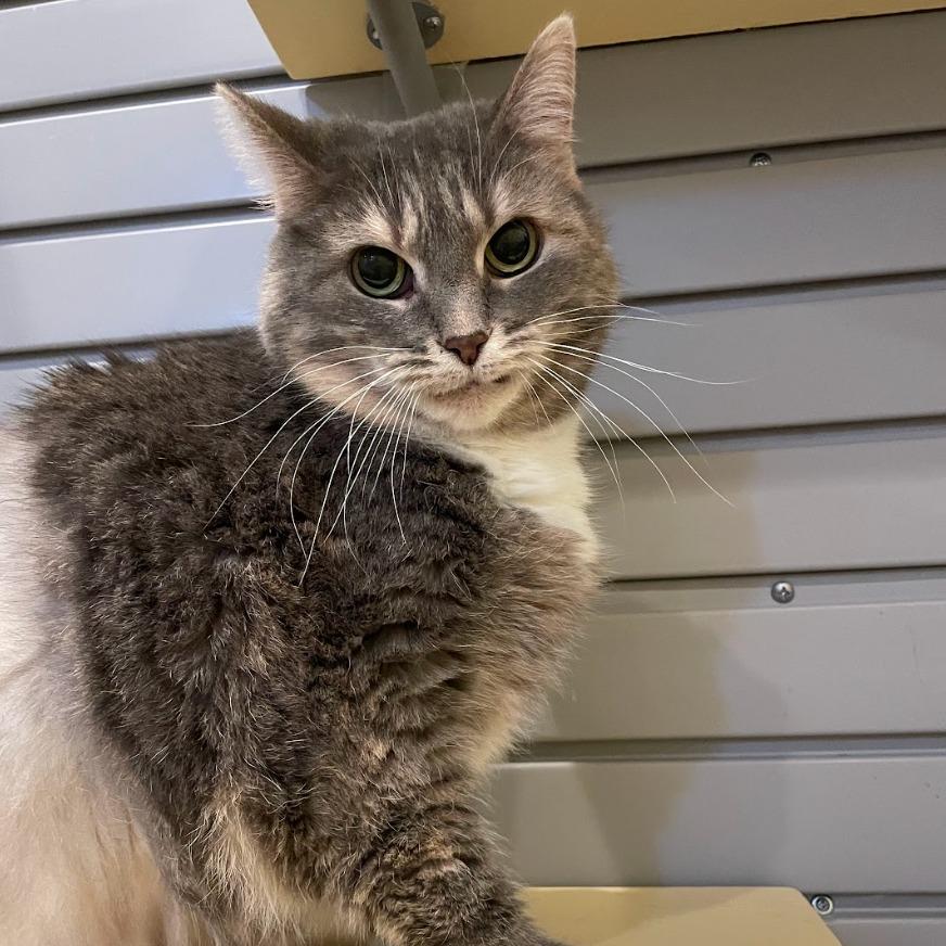 Missy — thumbnail 4