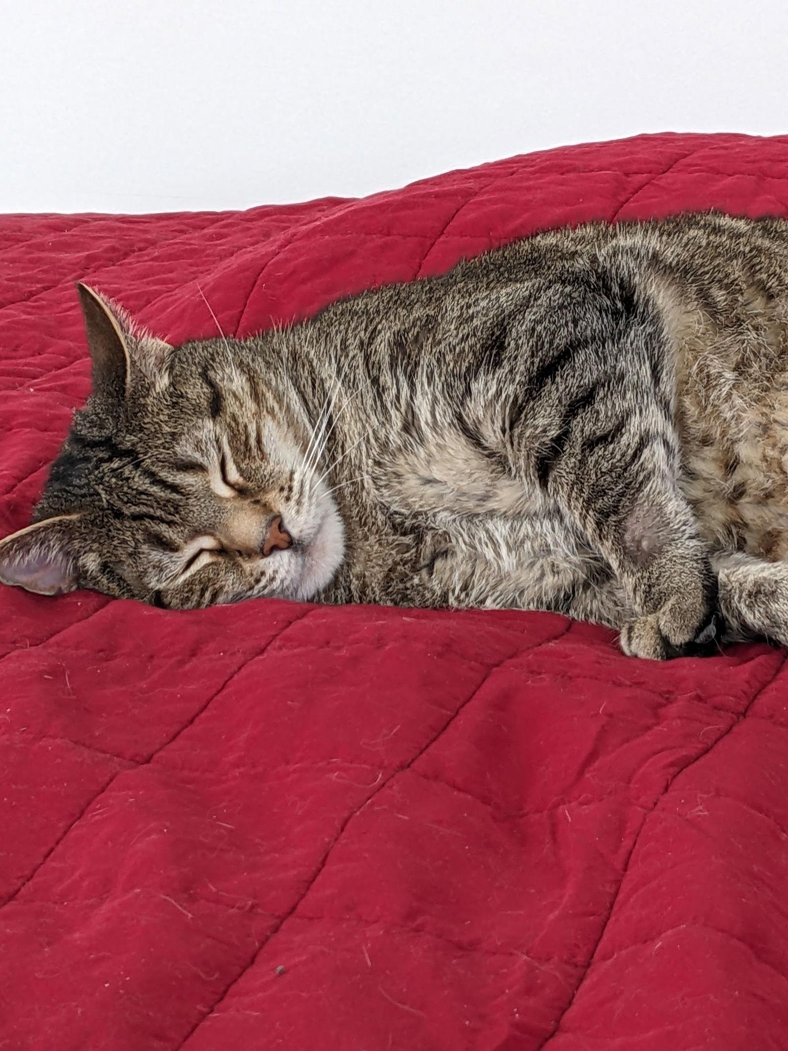 Boogie has waited along time for a home, Adoptable, Senior Male Domestic Short Hair.