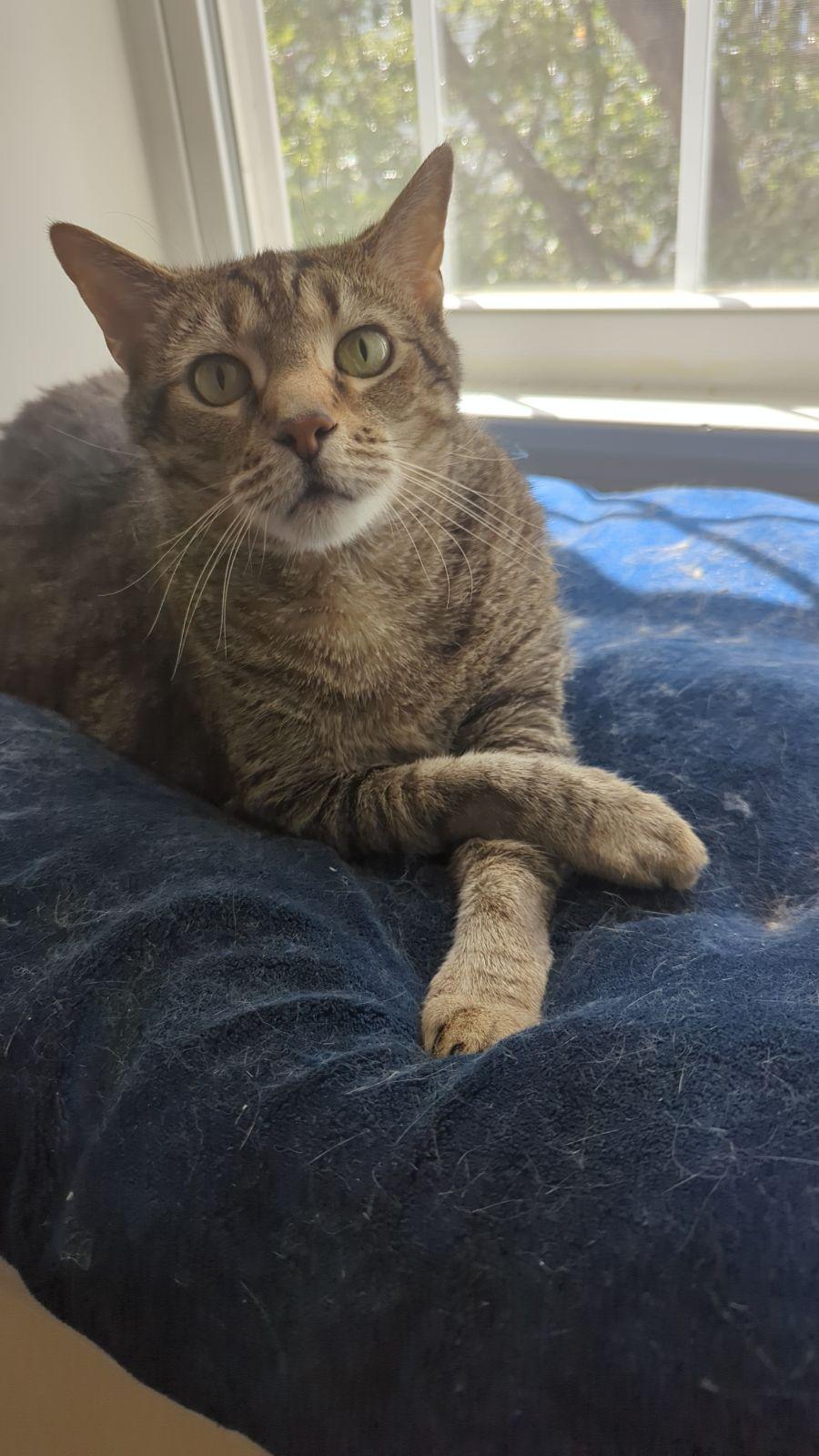 Enlarge Boogie has waited along time for a home, a Adoptable Domestic Short Hair in Herndon, VA image 3/3