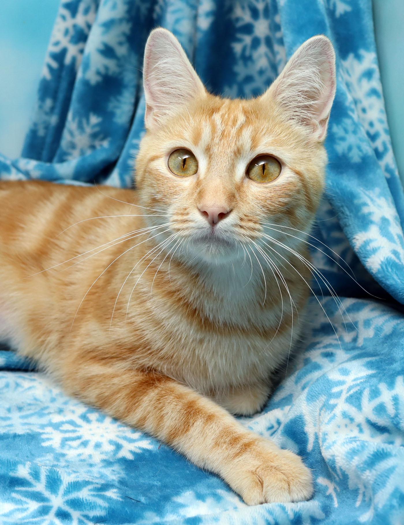 Lolita, ADOPTABLE, Adult Female Domestic Short Hair.