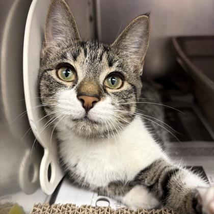 Daisy — thumbnail 2