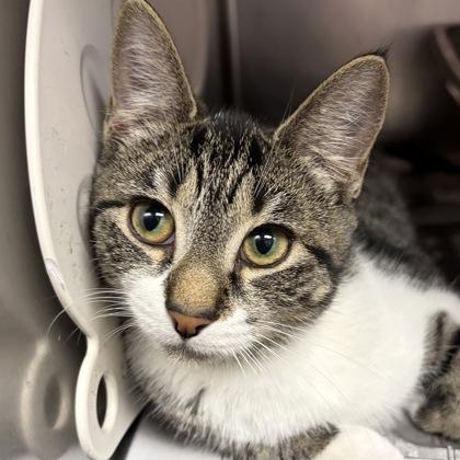 Daisy — thumbnail 3