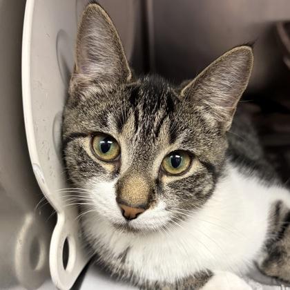 Daisy — thumbnail 4