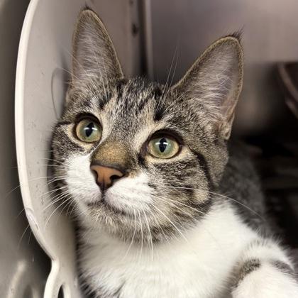 Daisy — thumbnail 5