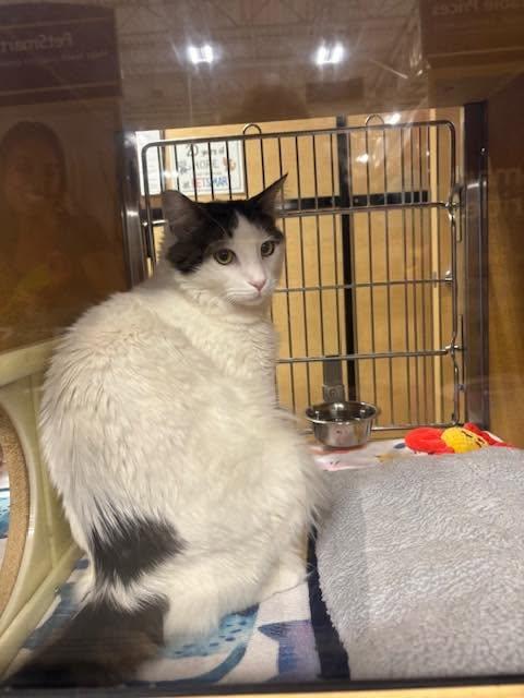 Richie, ADOPTABLE, Young Male Domestic Short Hair.