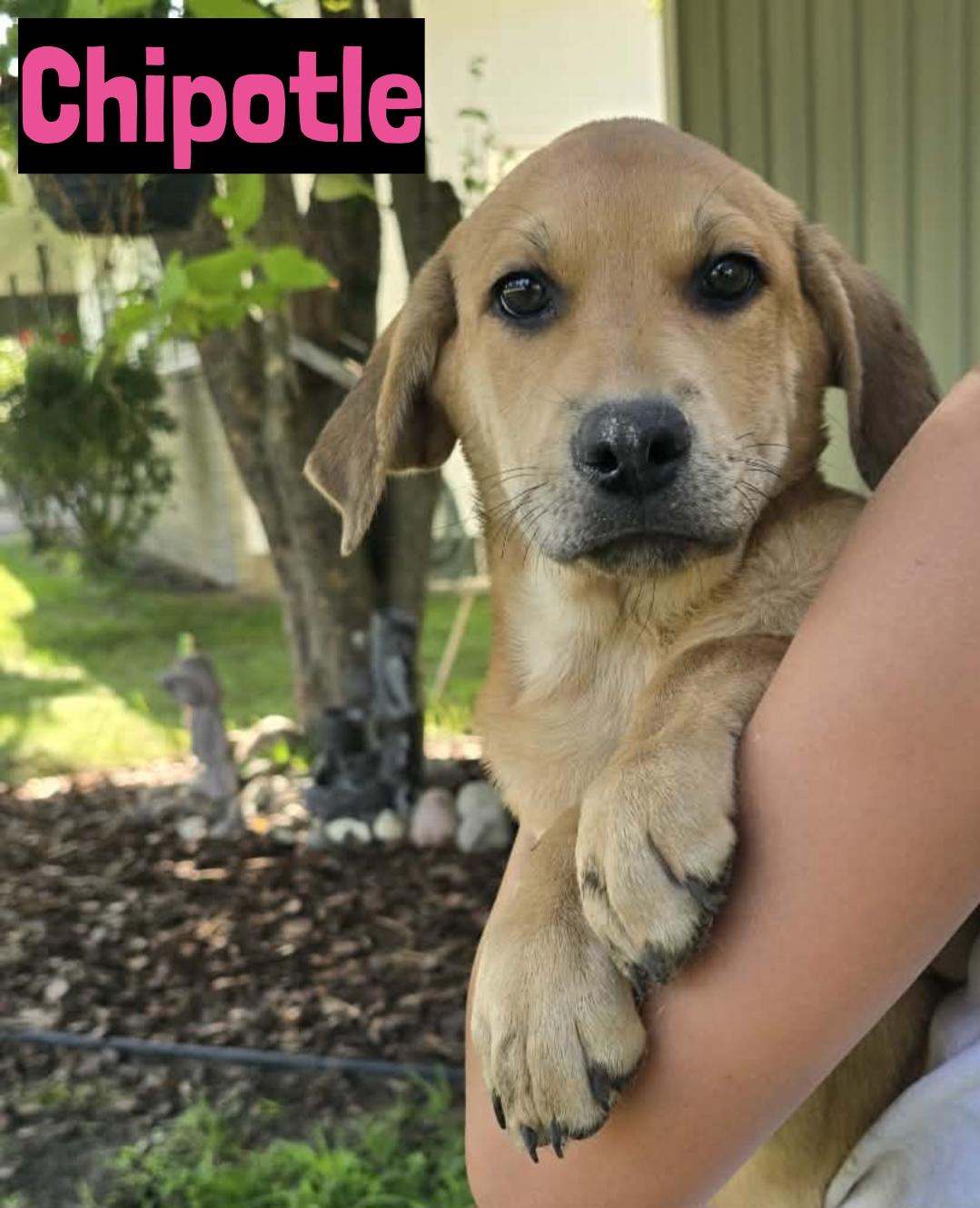 Enlarge Chipotle, a ADOPTABLE mixed breed in Grand Rapids, MI image 1/1