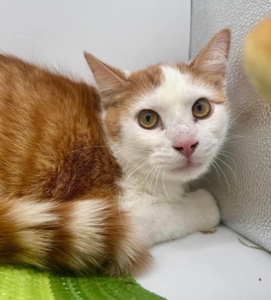 Enlarge Brother IV, a Adoptable Domestic Medium Hair in Muskegon, MI image 1/1