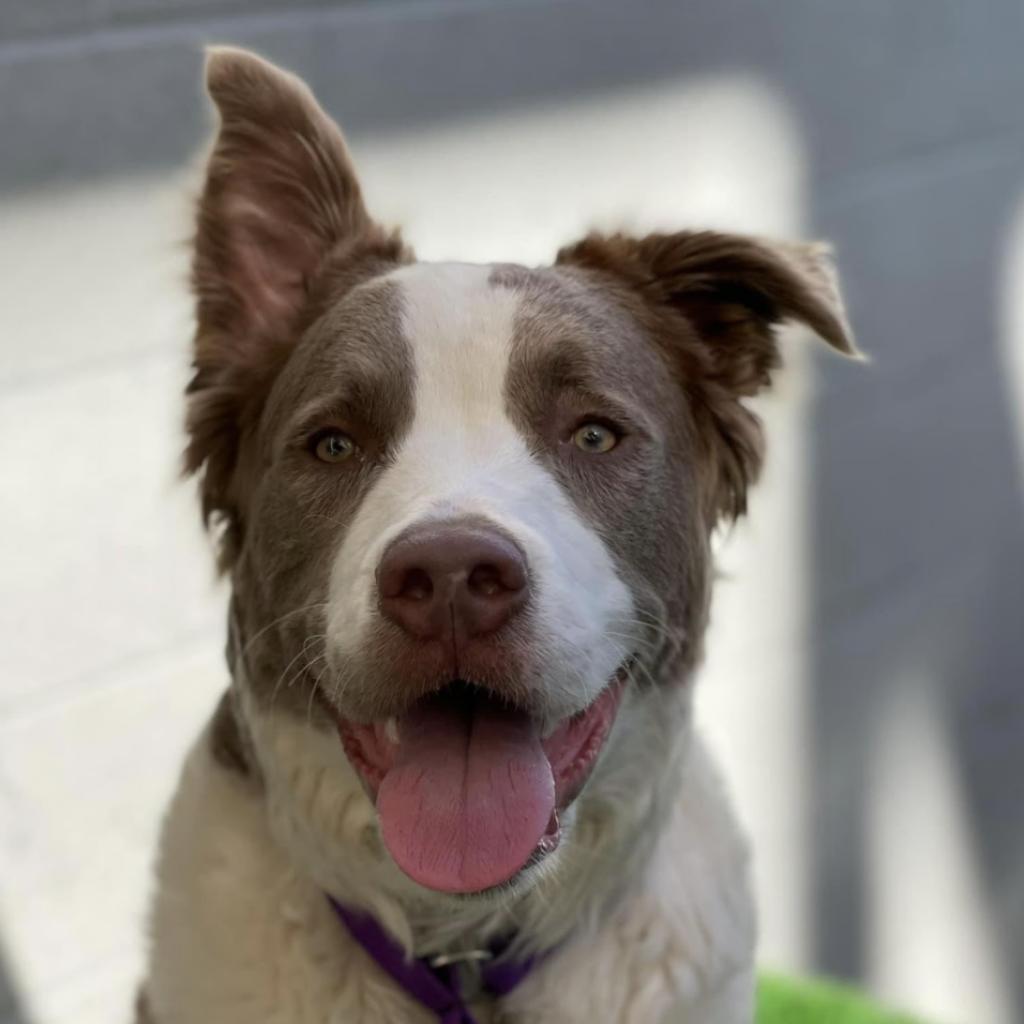 Enlarge Croissant, a Adoptable Pit Bull Terrier in Los Angeles, CA image 1/5