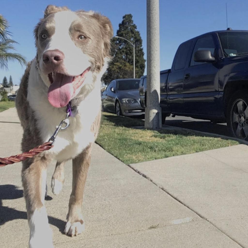 Enlarge Croissant, a Adoptable Pit Bull Terrier in Los Angeles, CA image 4/5