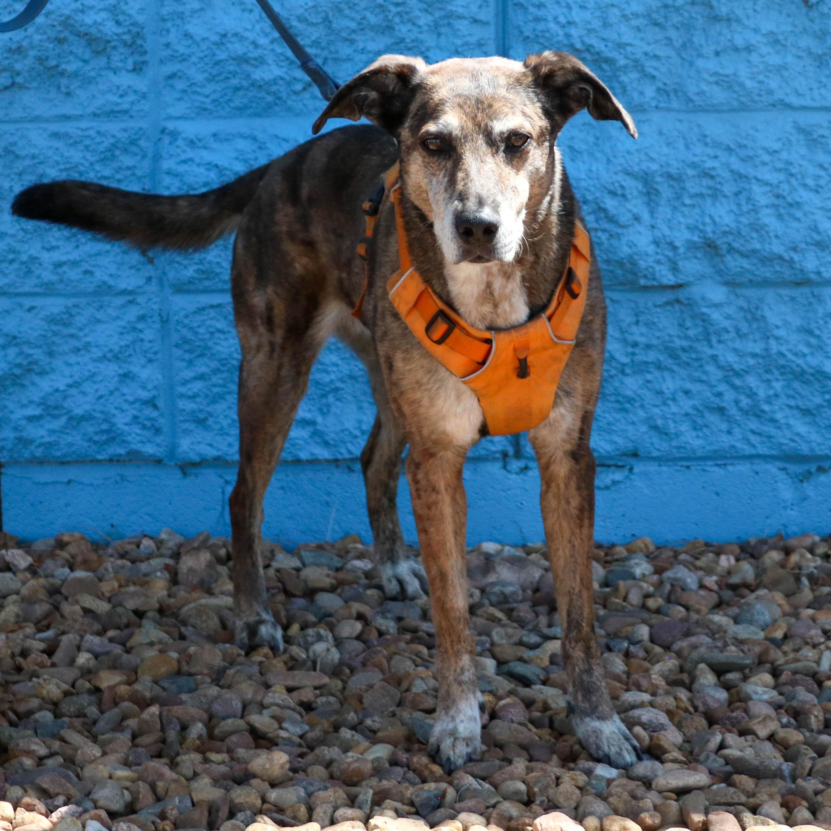 Kona, a ADOPTABLE mixed breed in Denver, CO image 3/6
