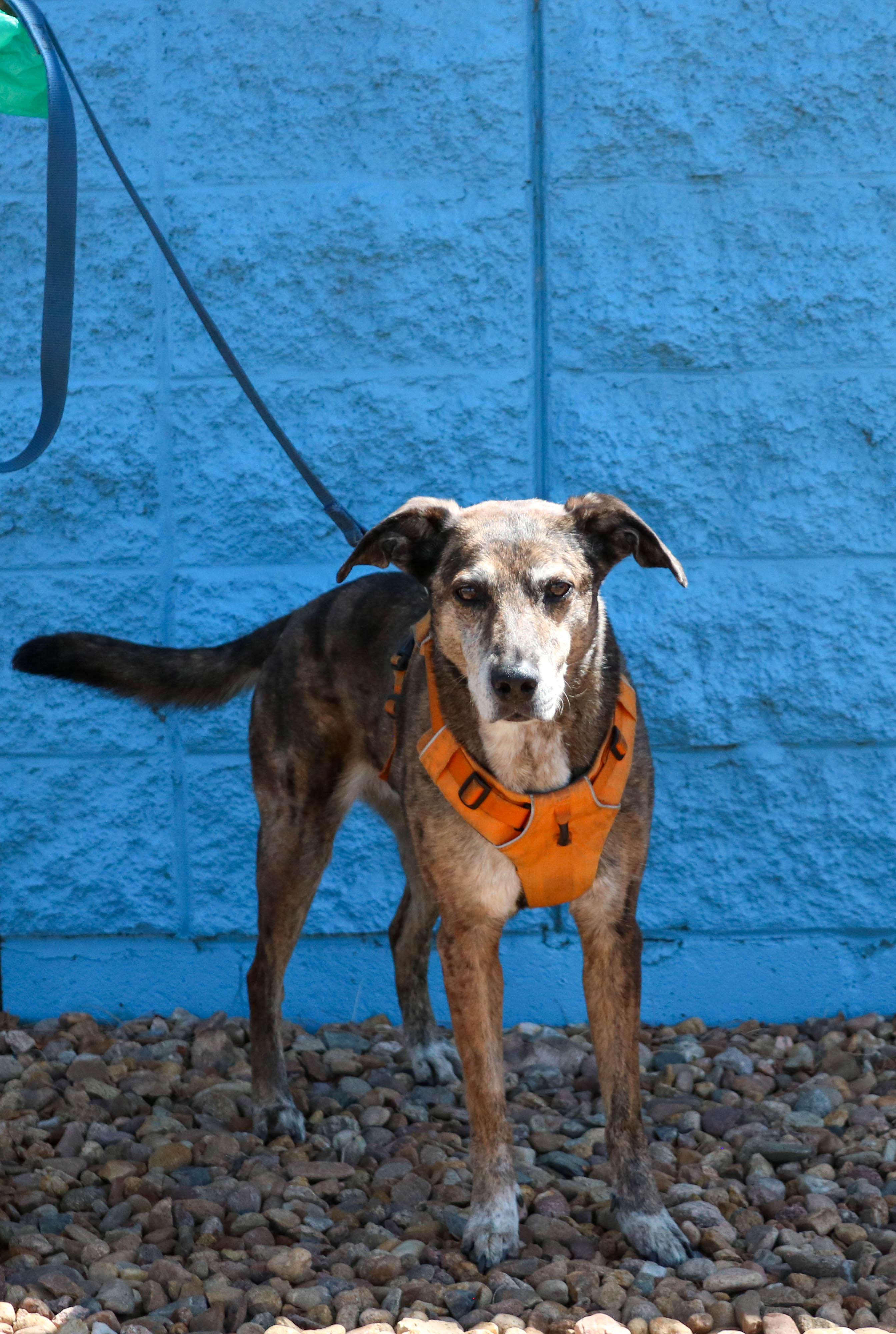 Enlarge Kona, a ADOPTABLE mixed breed in Denver, CO image 3/4