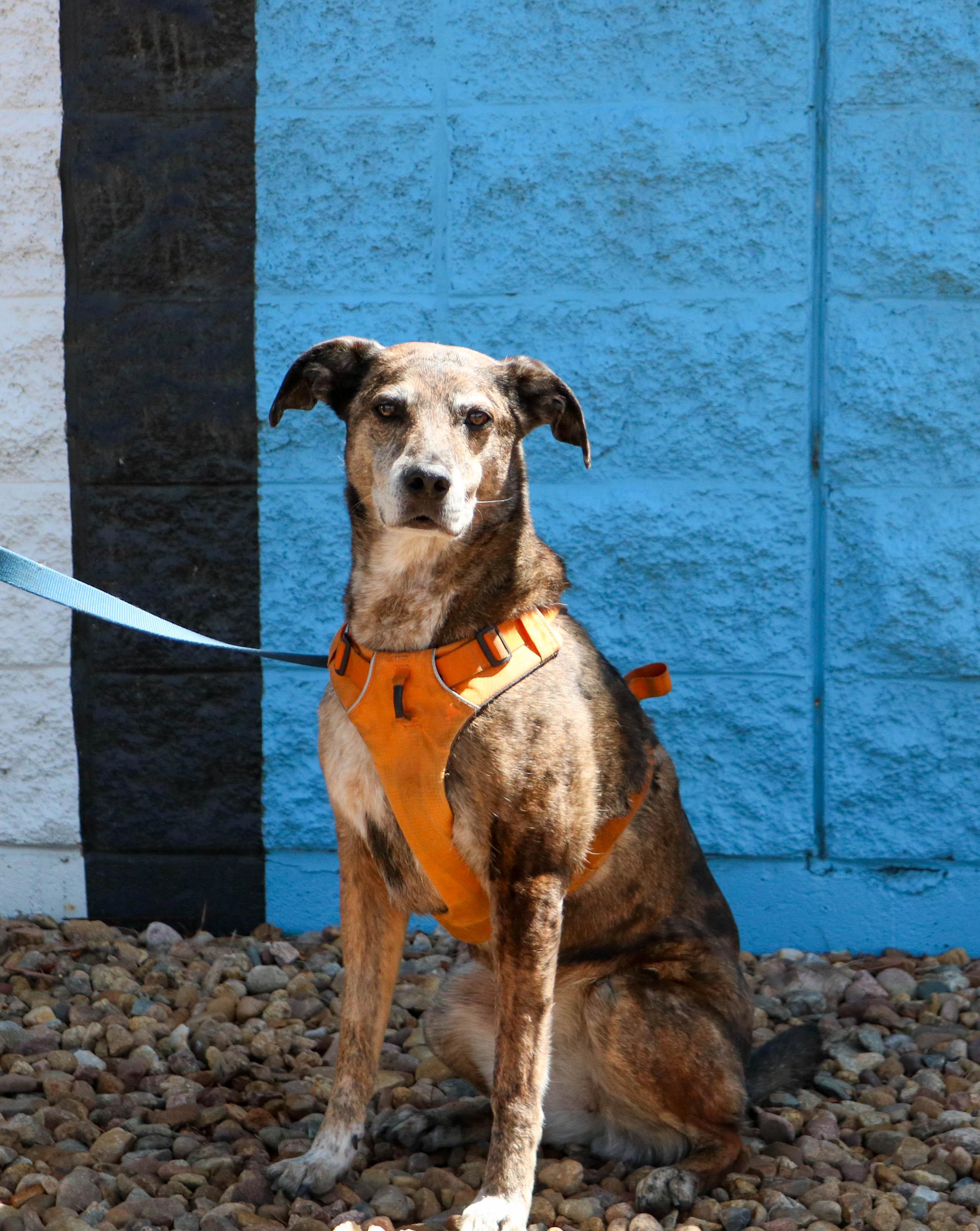 Enlarge Kona, a ADOPTABLE mixed breed in Denver, CO image 2/4