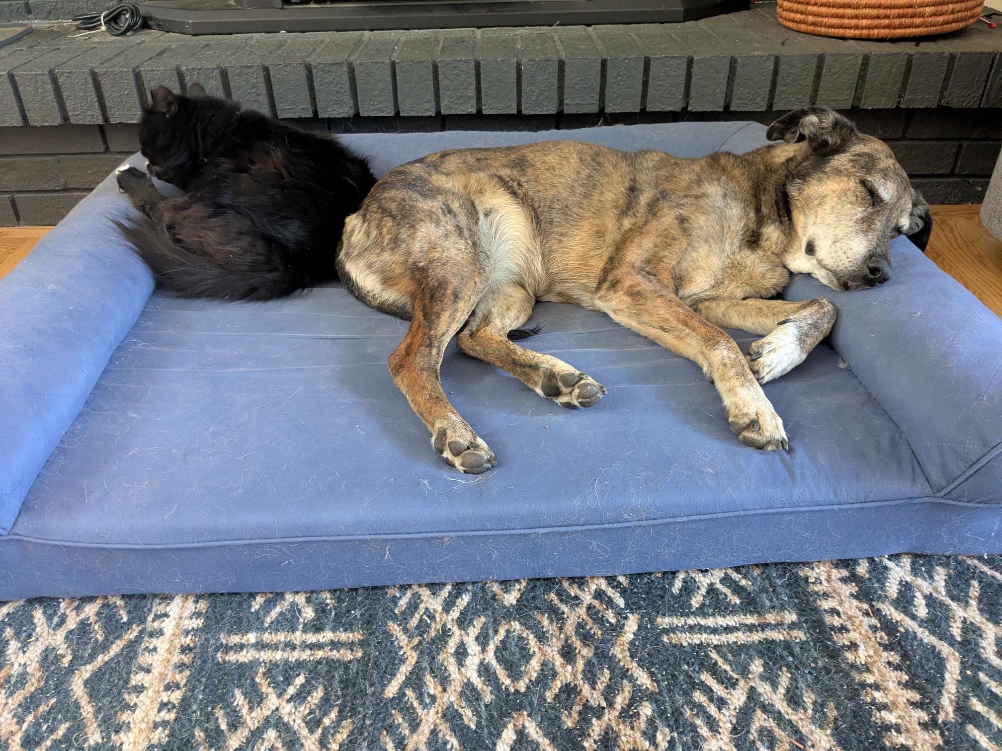 Kona, a ADOPTABLE mixed breed in Denver, CO image 1/6