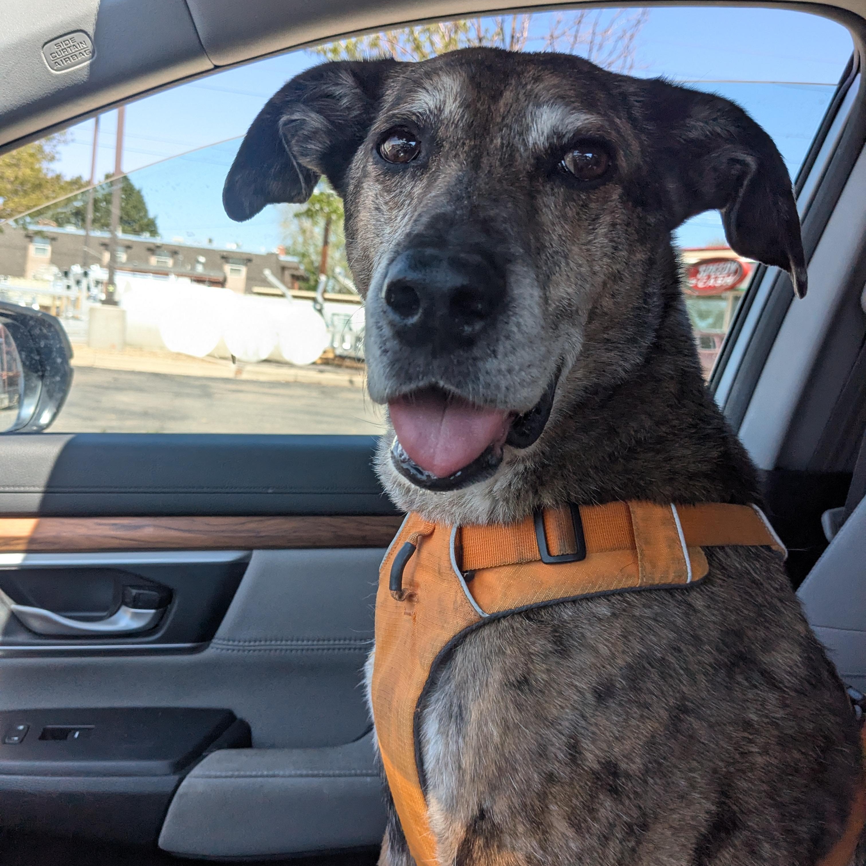 Kona, ADOPTABLE, Senior Female Catahoula Leopard Dog.