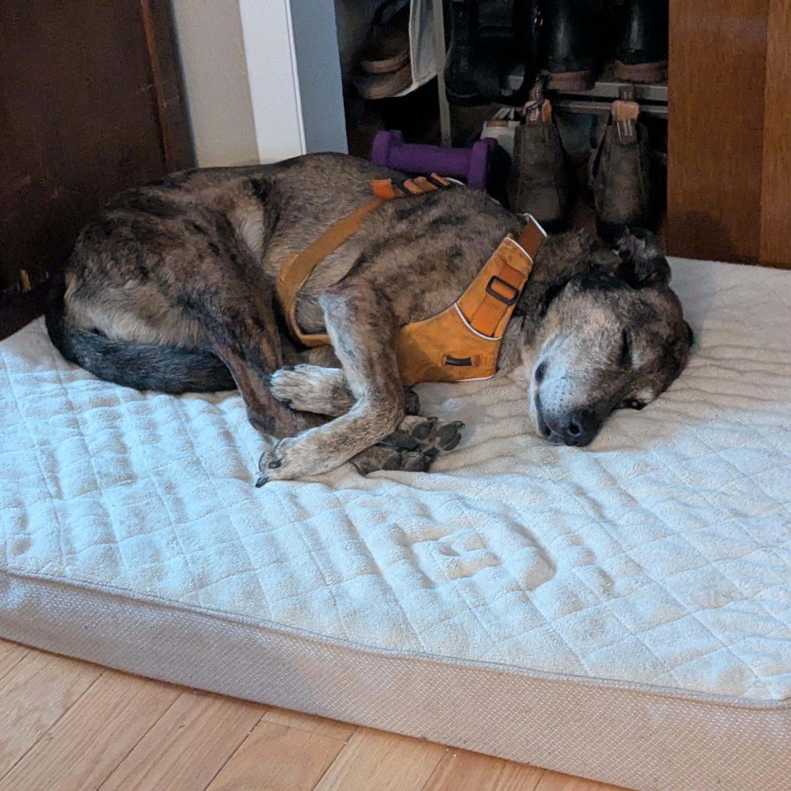 Kona, a ADOPTABLE mixed breed in Denver, CO image 6/6