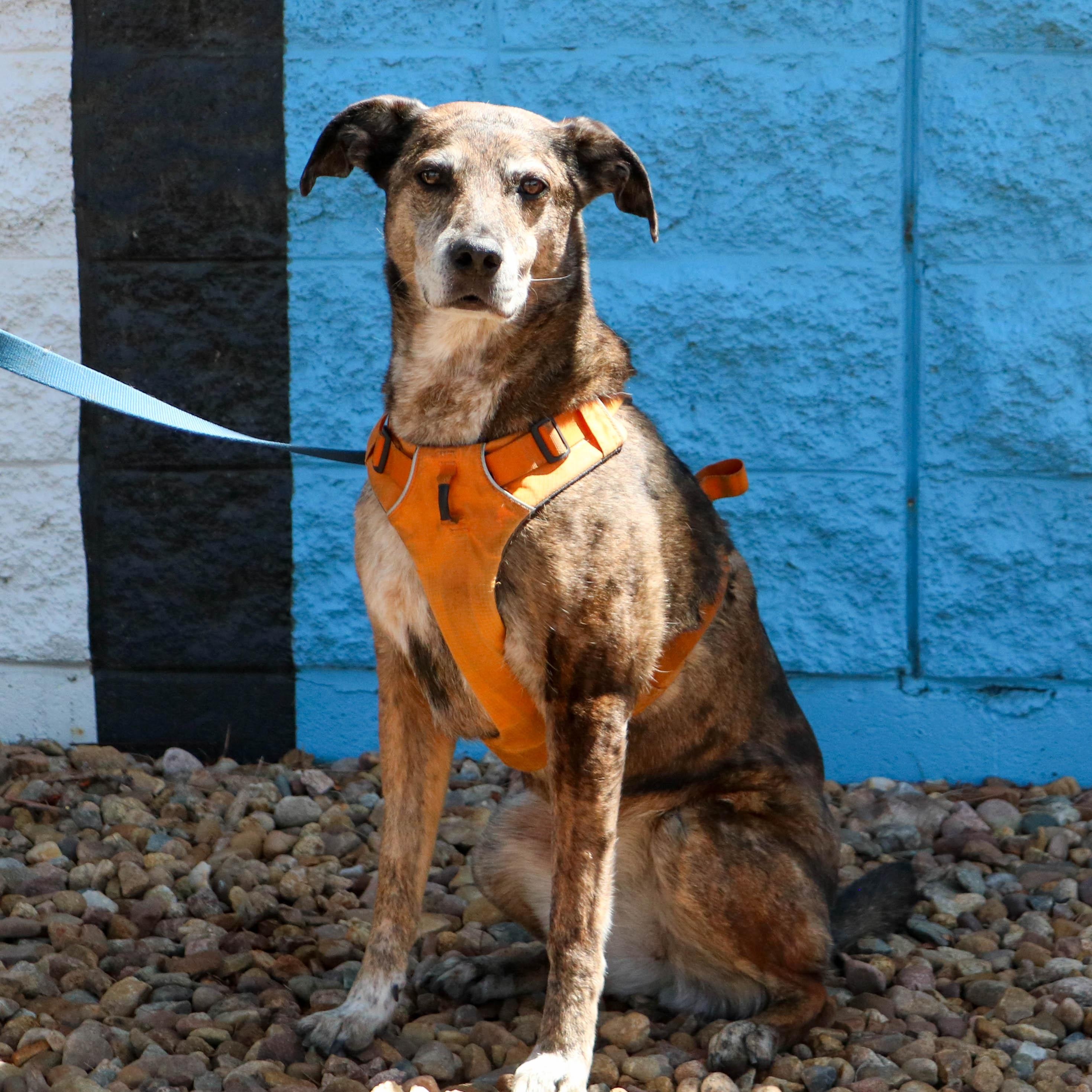 Kona, a ADOPTABLE mixed breed in Denver, CO image 5/6