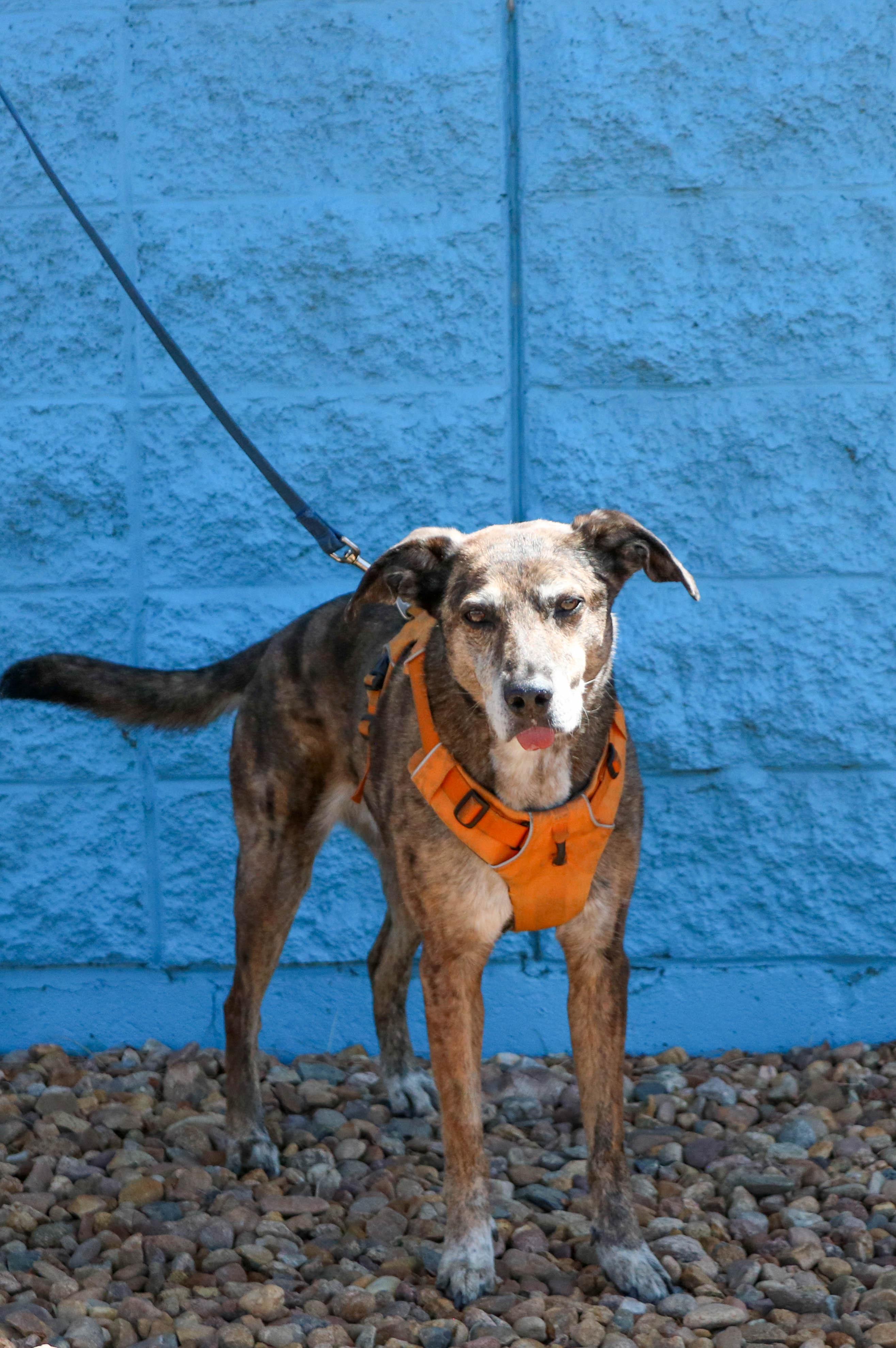 Enlarge Kona, a ADOPTABLE mixed breed in Denver, CO image 4/4