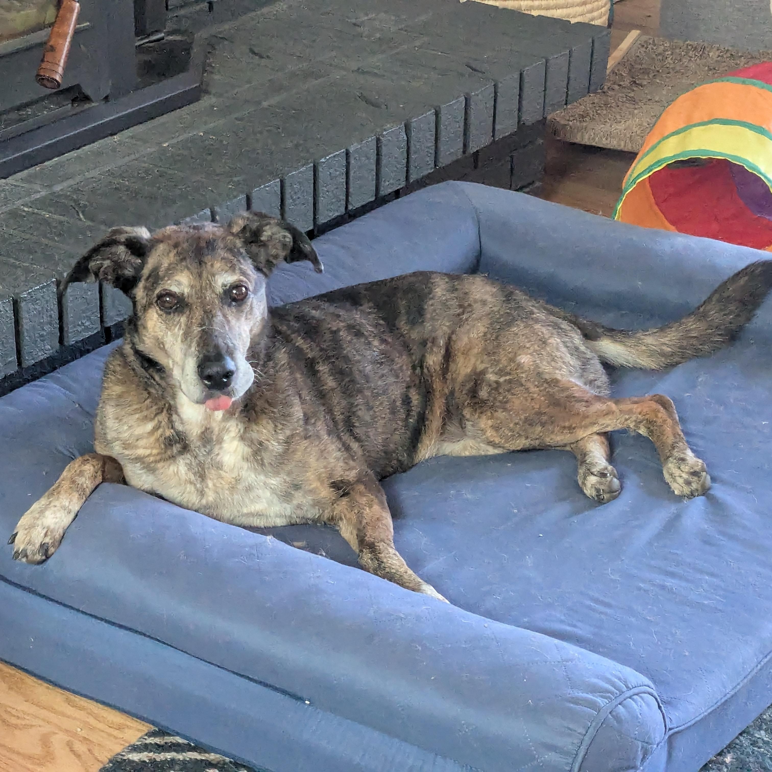 Kona, a ADOPTABLE mixed breed in Denver, CO image 4/6