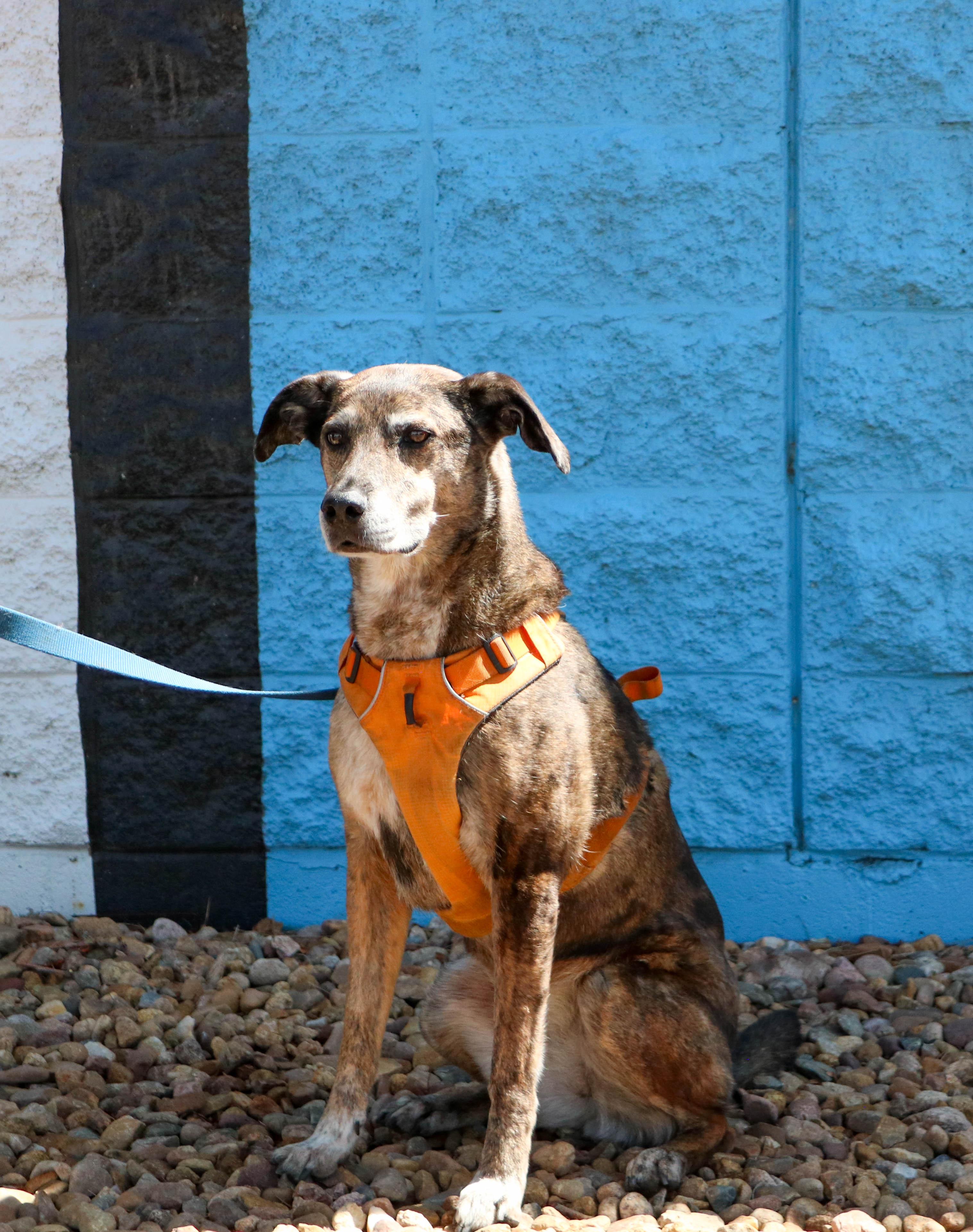 Kona, ADOPTABLE, Senior Female Australian Cattle Dog / Blue Heeler.