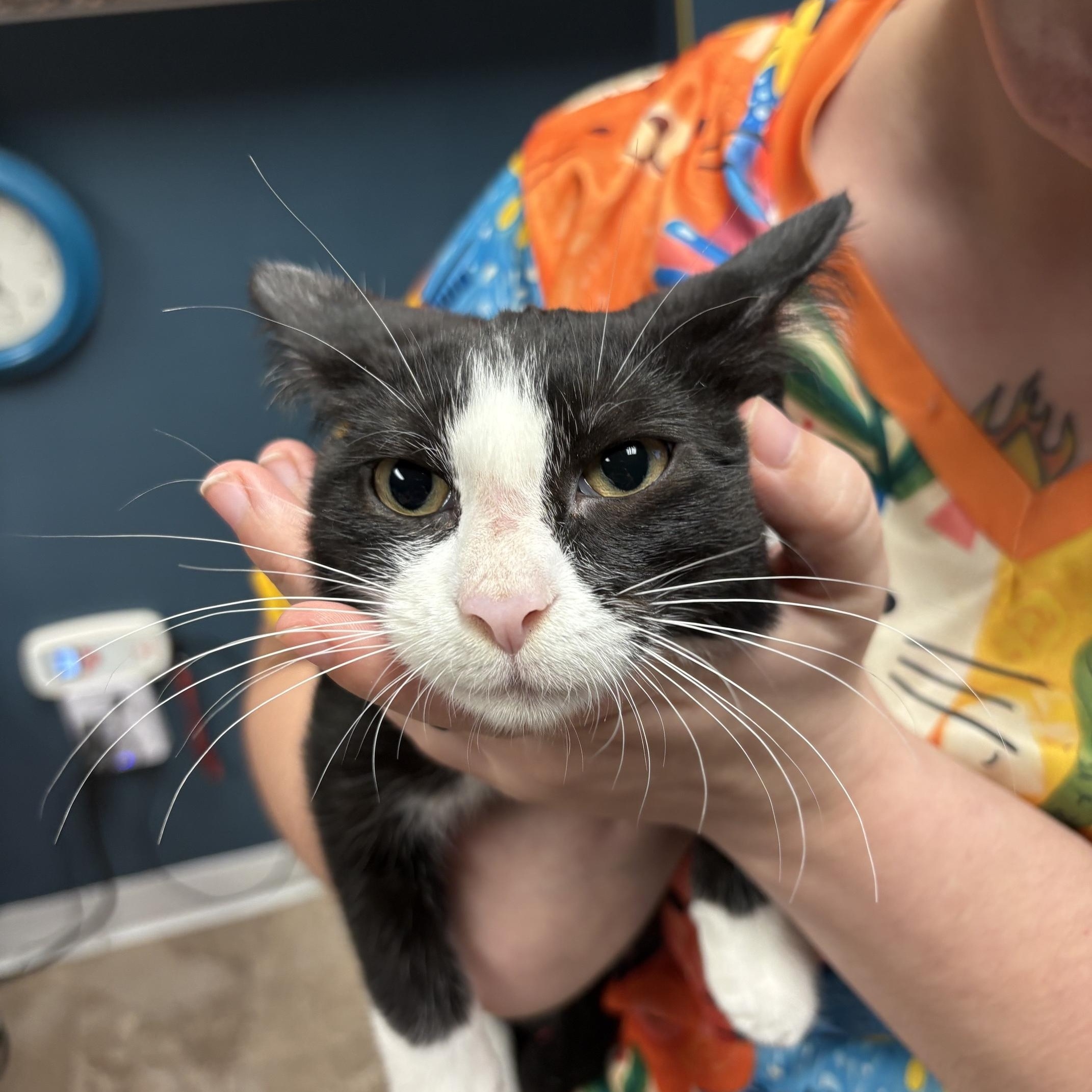 Enlarge Pluto, a ADOPTABLE Domestic Short Hair in Boone, IA image 5/5