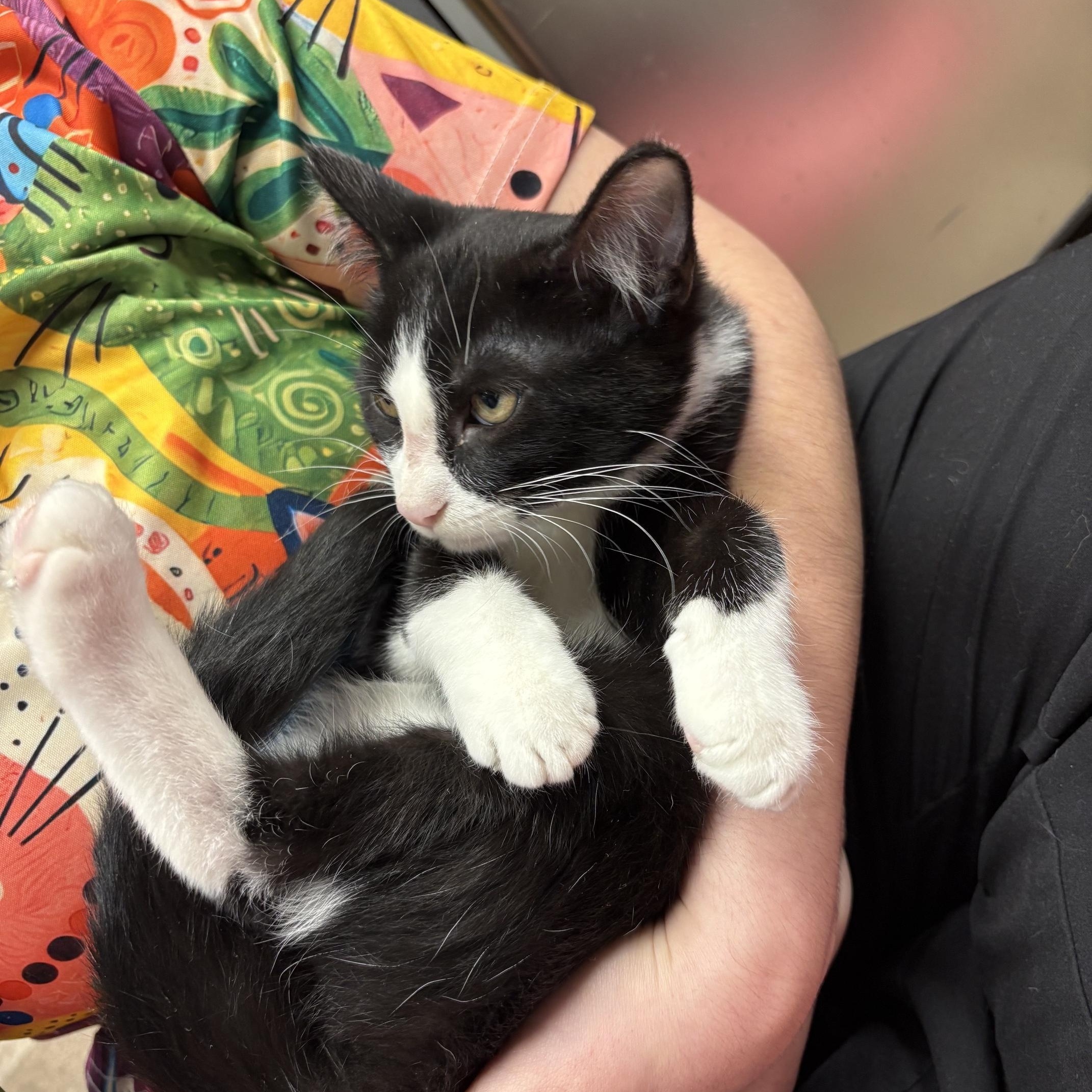 Enlarge Pluto, a ADOPTABLE Domestic Short Hair in Boone, IA image 2/5