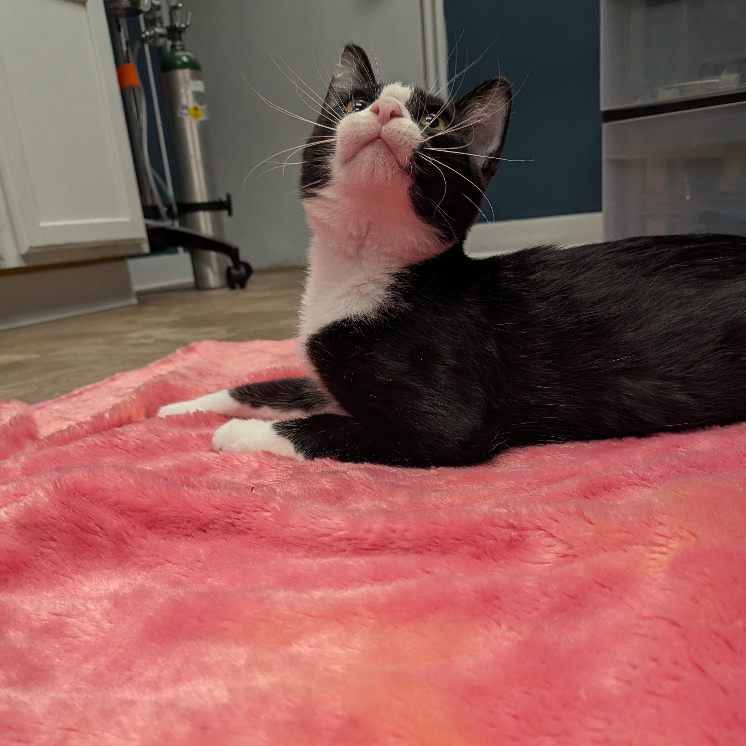 Enlarge Pluto, a ADOPTABLE Domestic Short Hair in Boone, IA image 3/5