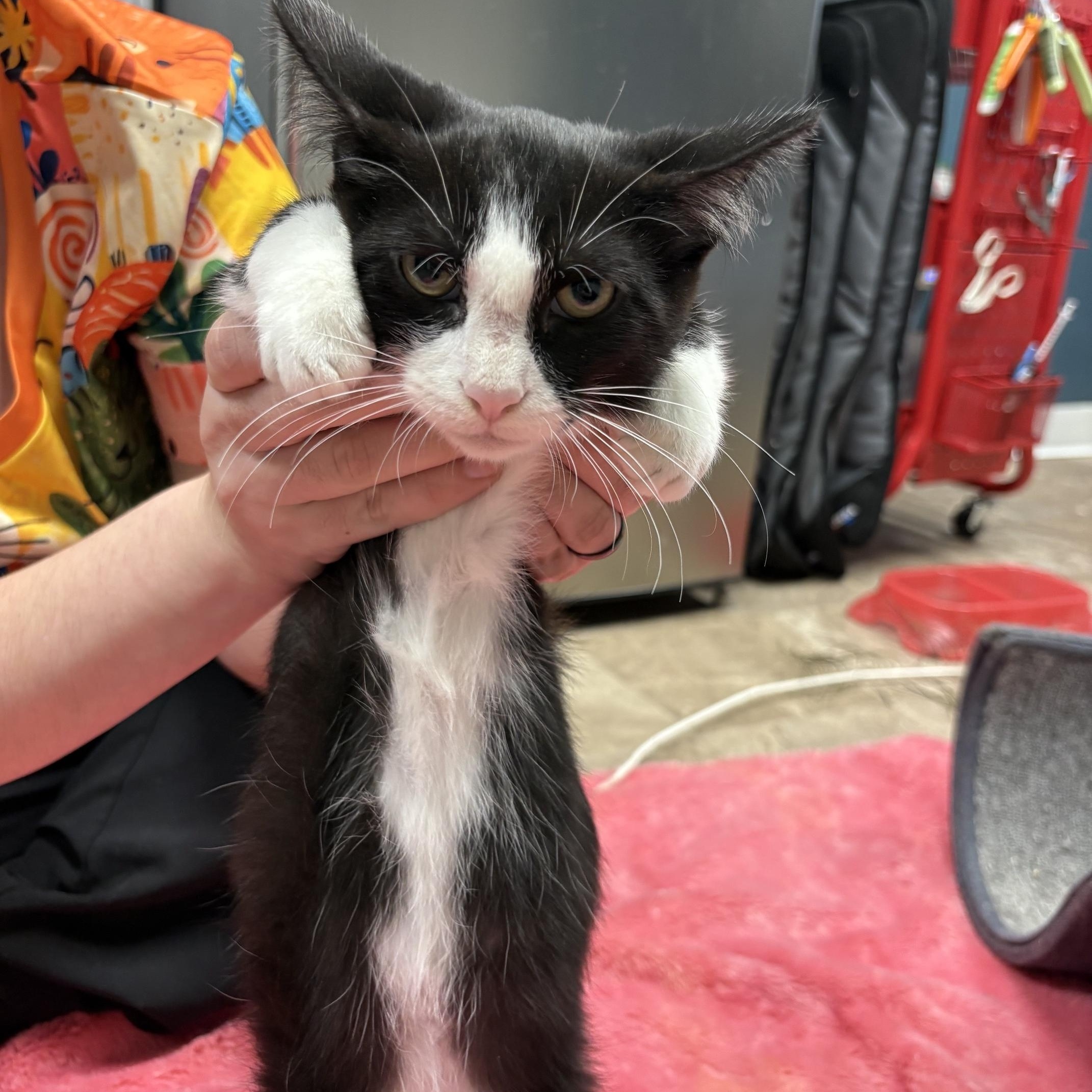 Enlarge Pluto, a ADOPTABLE Domestic Short Hair in Boone, IA image 4/5