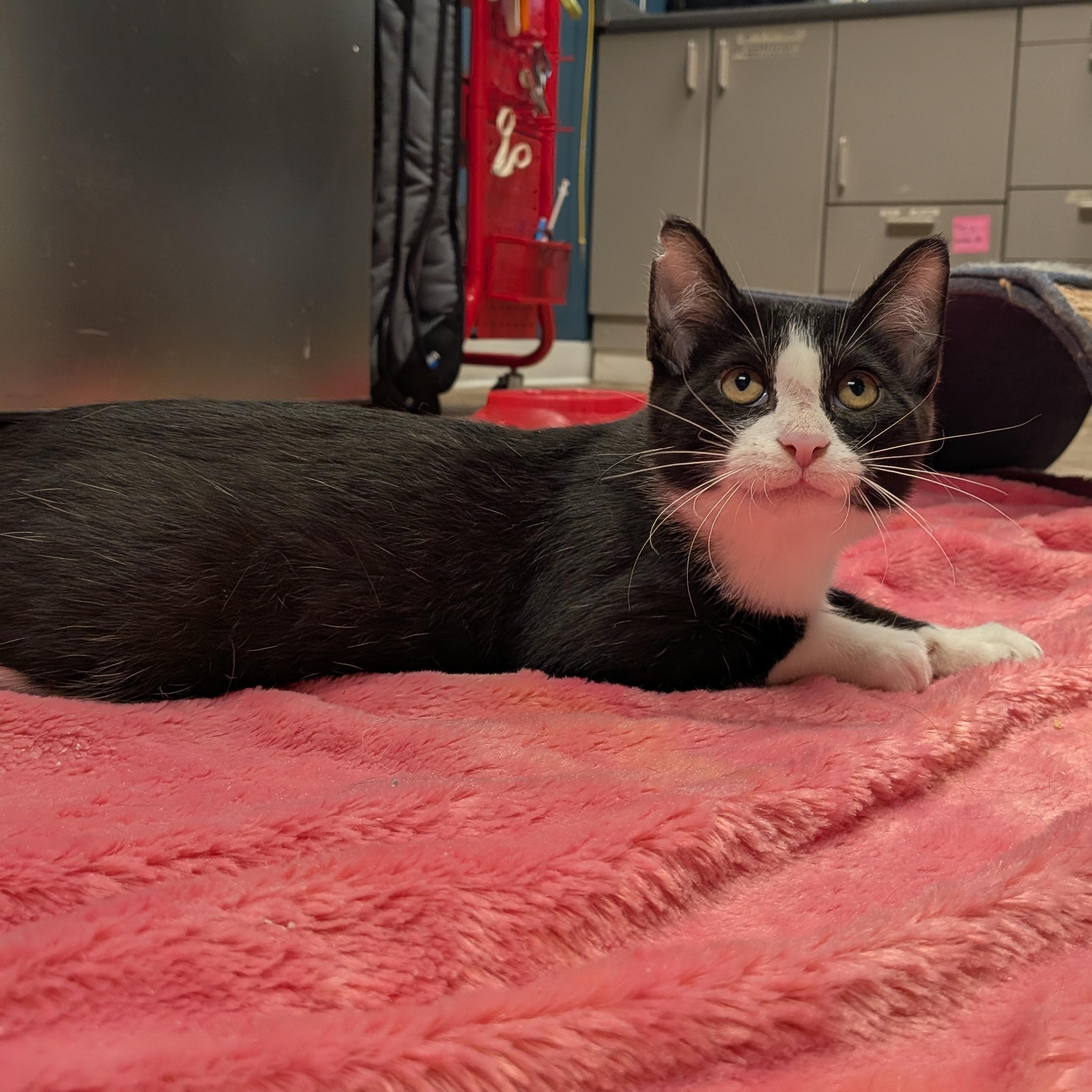 Pluto, ADOPTABLE, Kitten Male Domestic Short Hair.