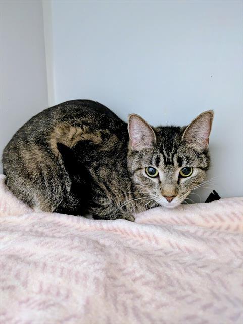 Enlarge GRACIE, a Adoptable Domestic Short Hair in Frisco, CO image 1/1