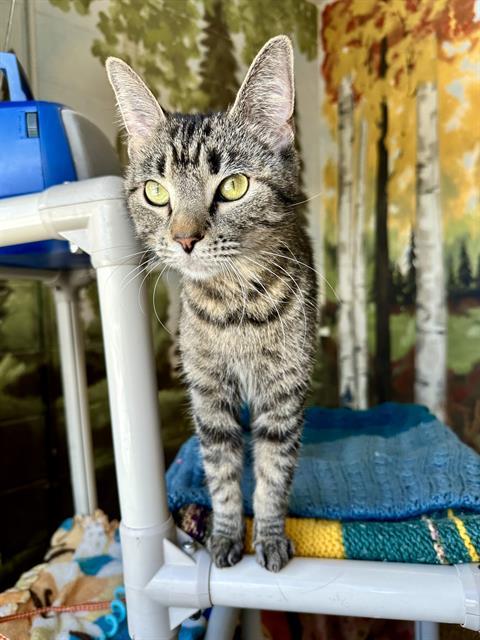 GRACIE, Adoptable, Adult Female Domestic Short Hair.