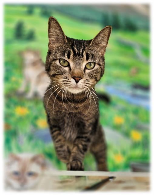 Enlarge GRACIE, a Adoptable Domestic Short Hair in Frisco, CO image 1/1