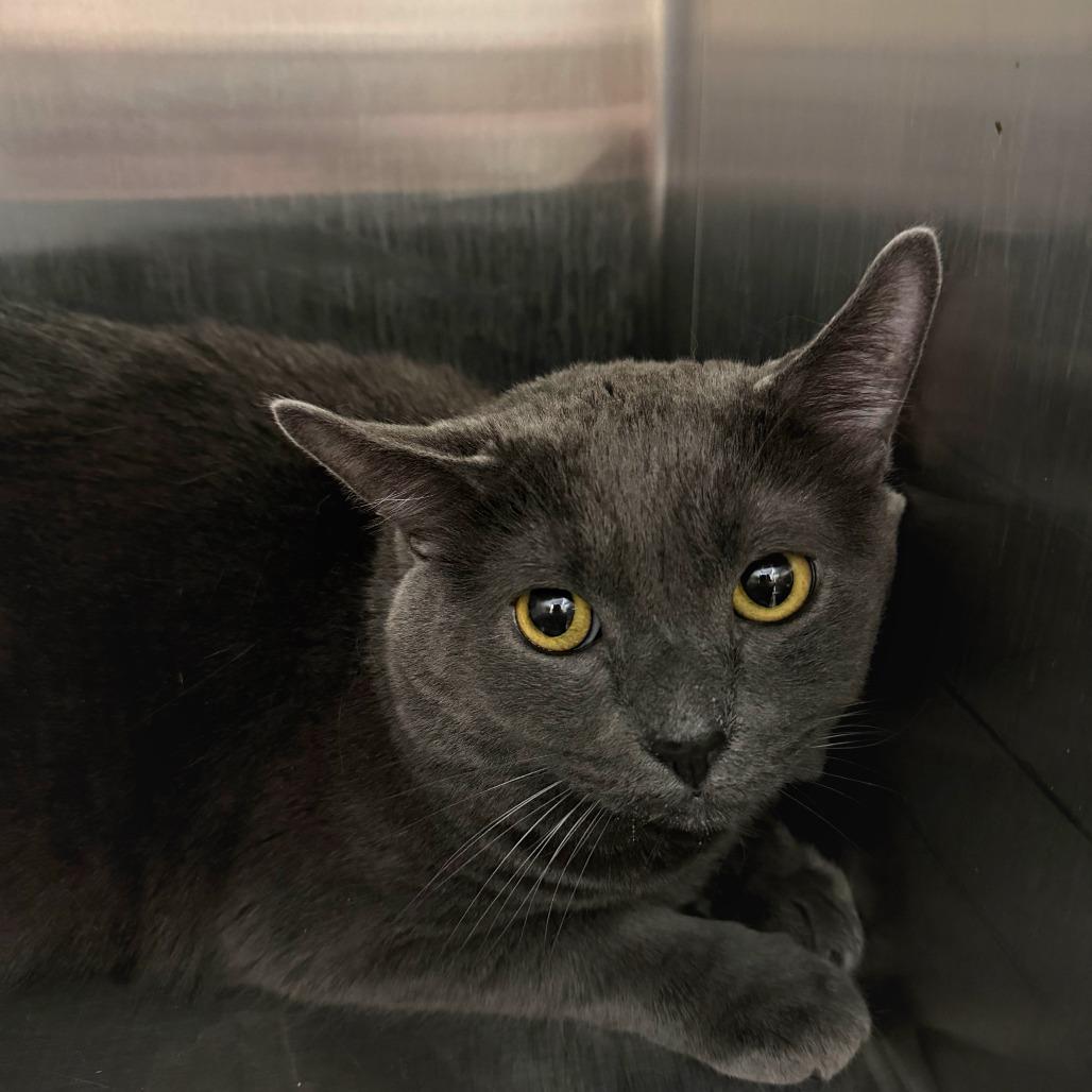 Eeyore, Adoptable, Adult Male Domestic Short Hair.