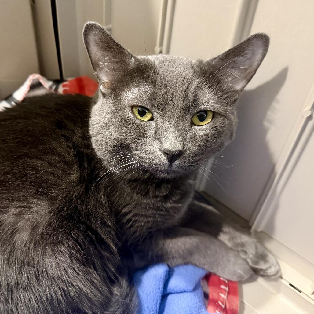 Enlarge Eeyore, a Adoptable Domestic Short Hair in Las Vegas, NV image 2/2