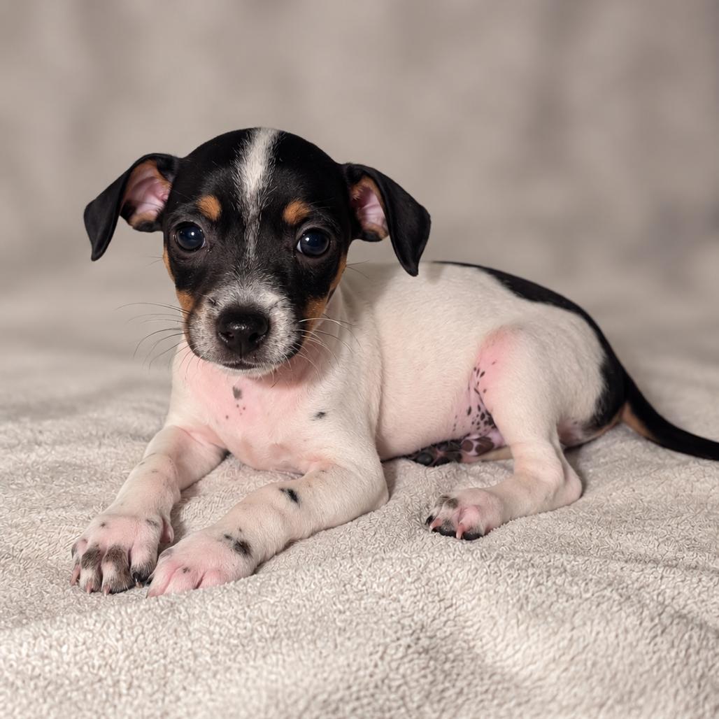 Chip, Adoptable, Puppy Male Jack Russell Terrier & Mixed Breed.