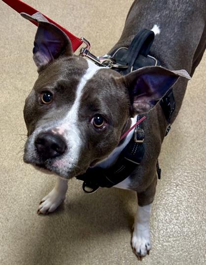 Erza, Adoptable, Adult Female Mixed Breed & Mixed Breed.