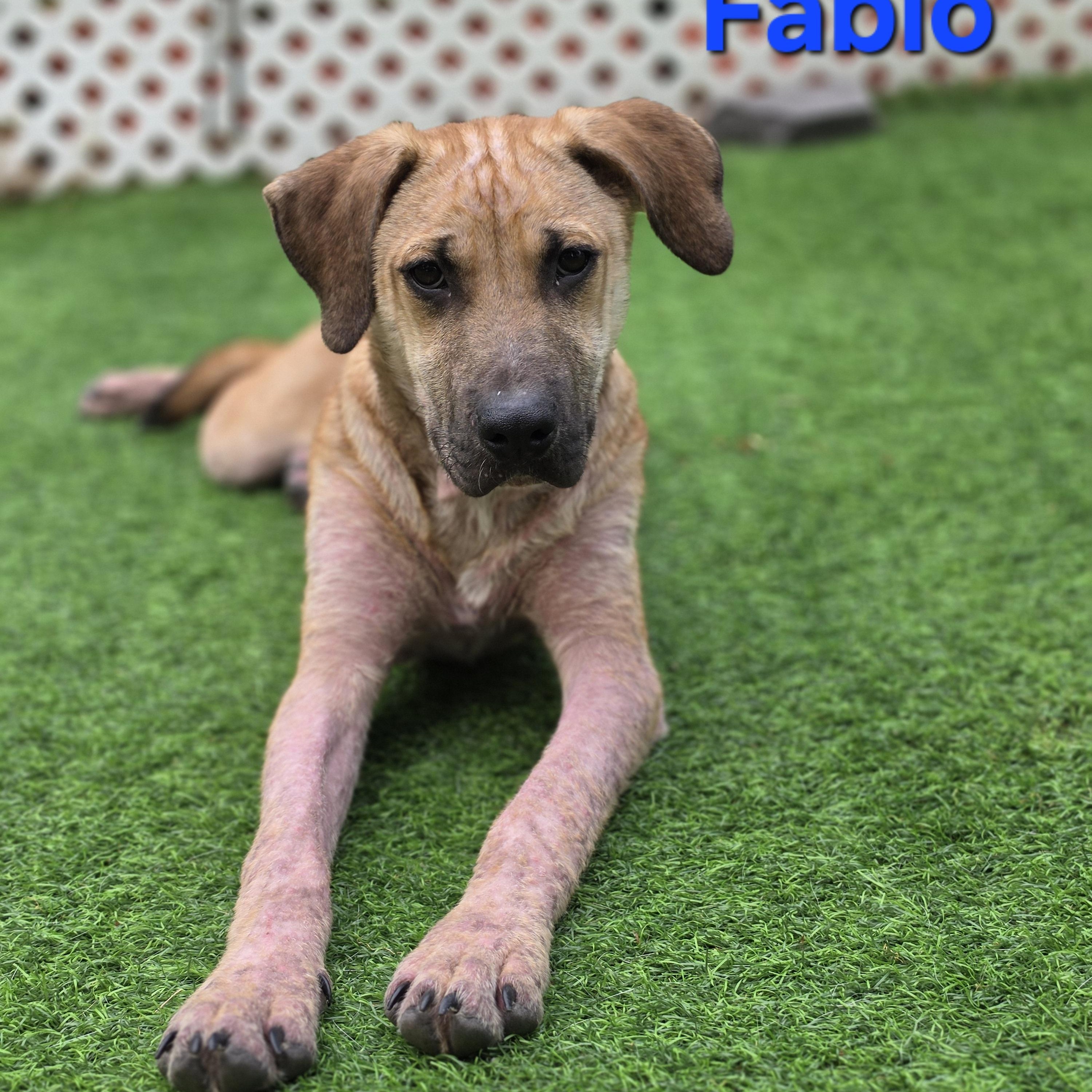 Fabio, a Adoptable mixed breed in Blairstown, NJ image 1/6