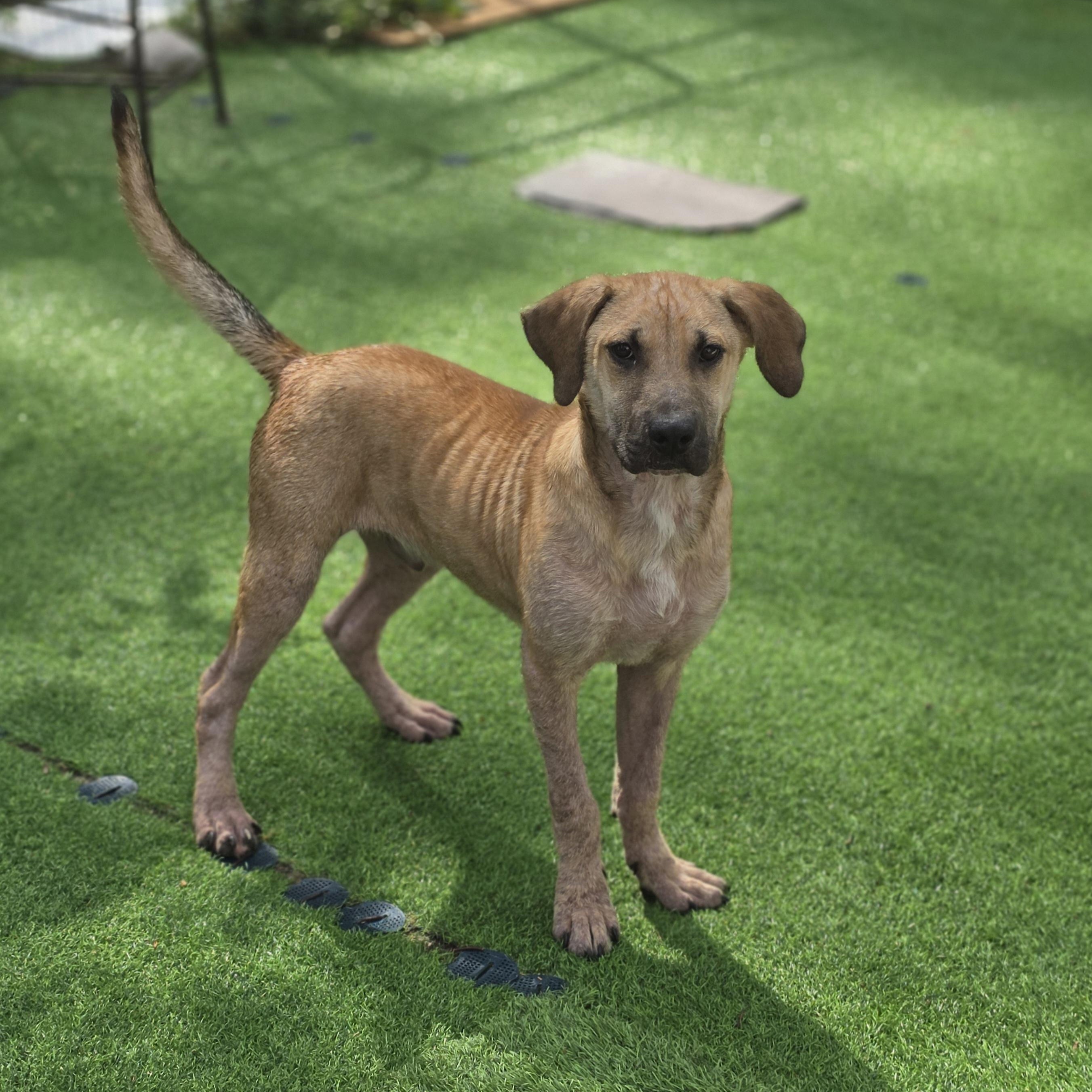 Fabio, a Adoptable mixed breed in Blairstown, NJ image 3/6