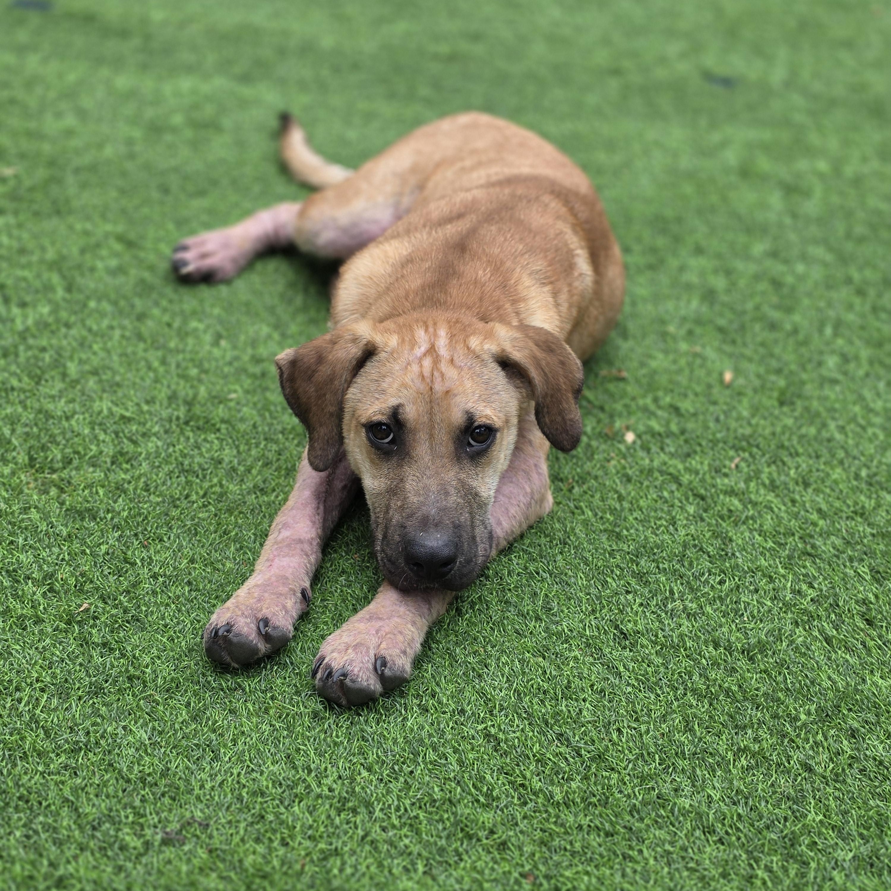 Fabio, a Adoptable mixed breed in Blairstown, NJ image 4/6