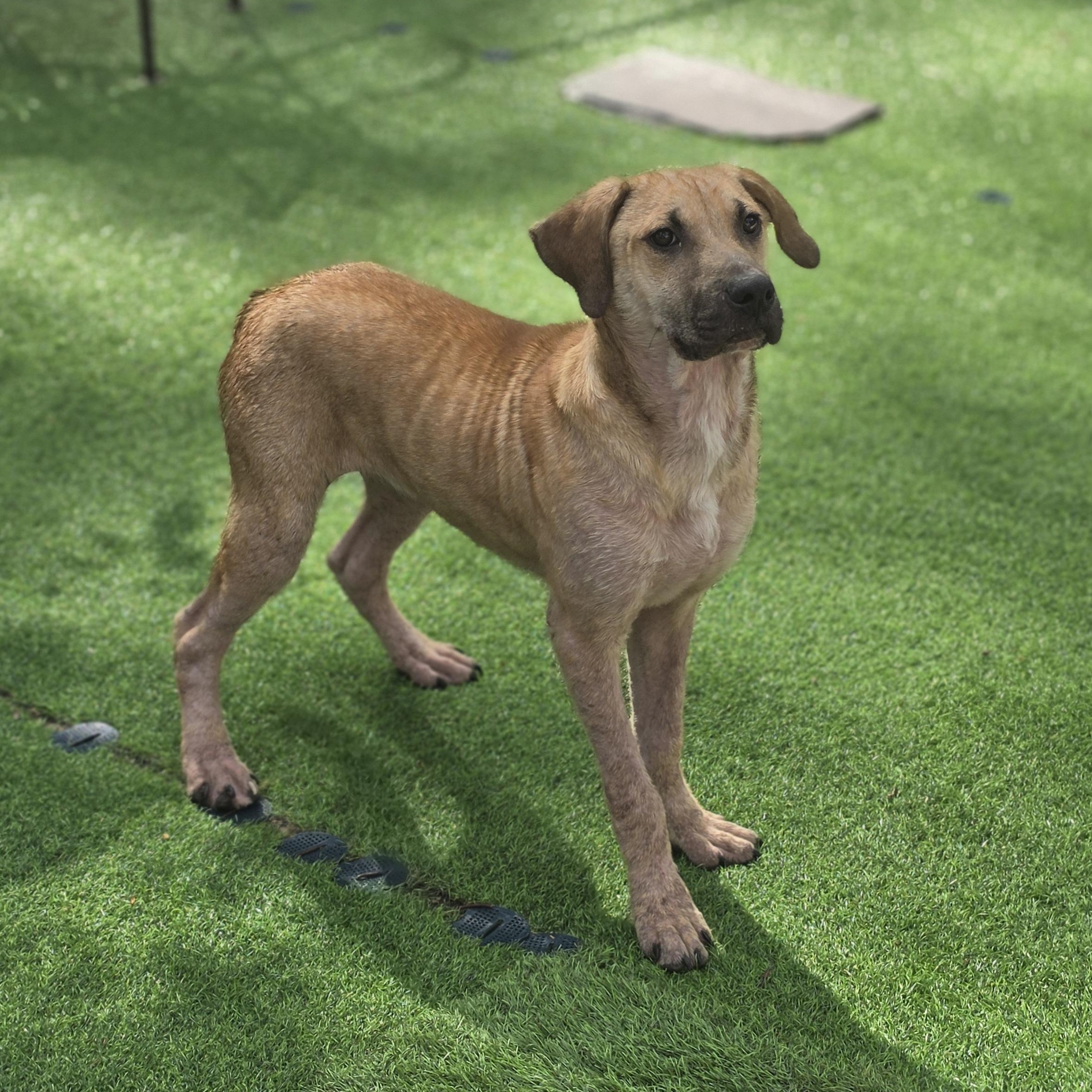 Fabio, a Adoptable mixed breed in Blairstown, NJ image 2/6