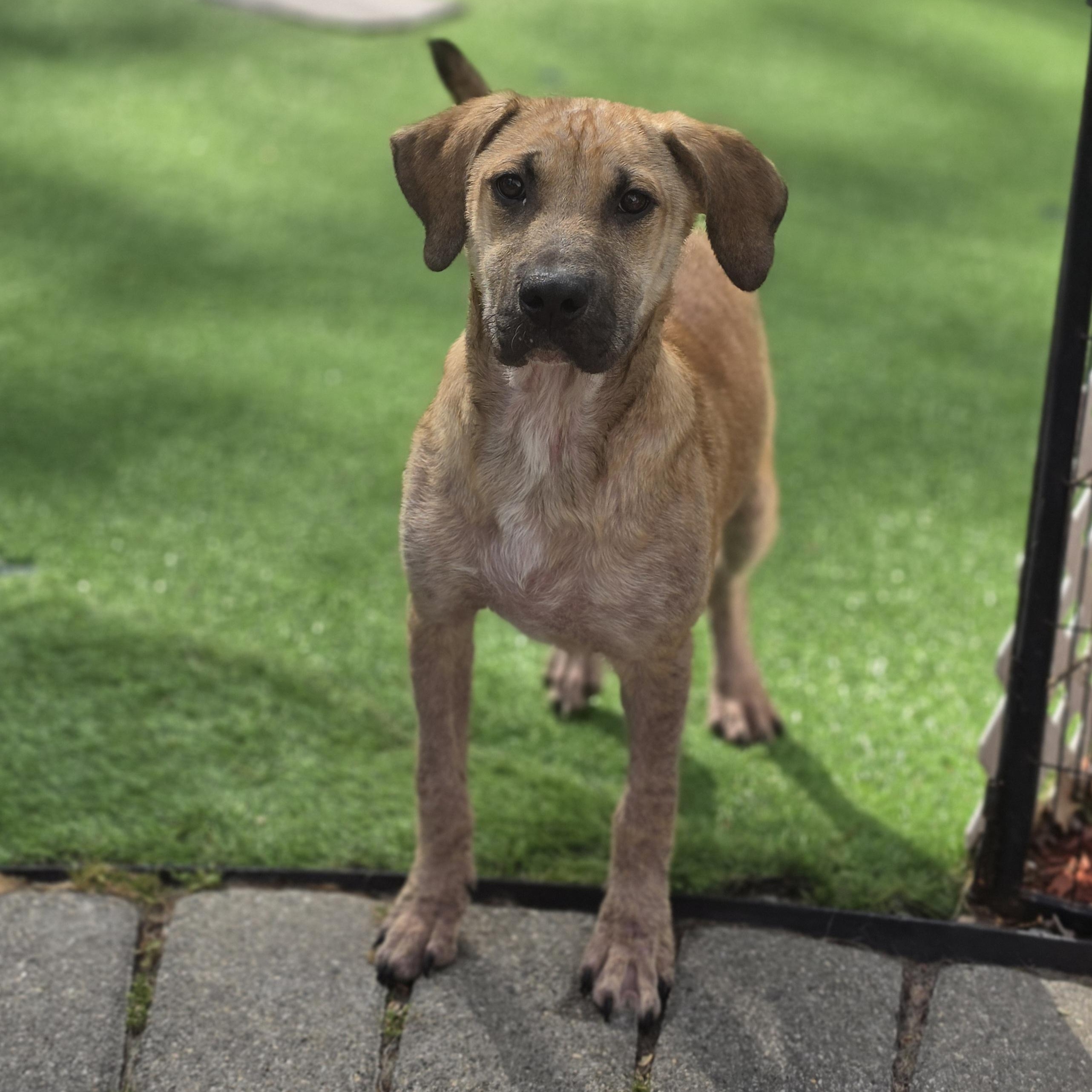 Fabio, a Adoptable mixed breed in Blairstown, NJ image 5/6