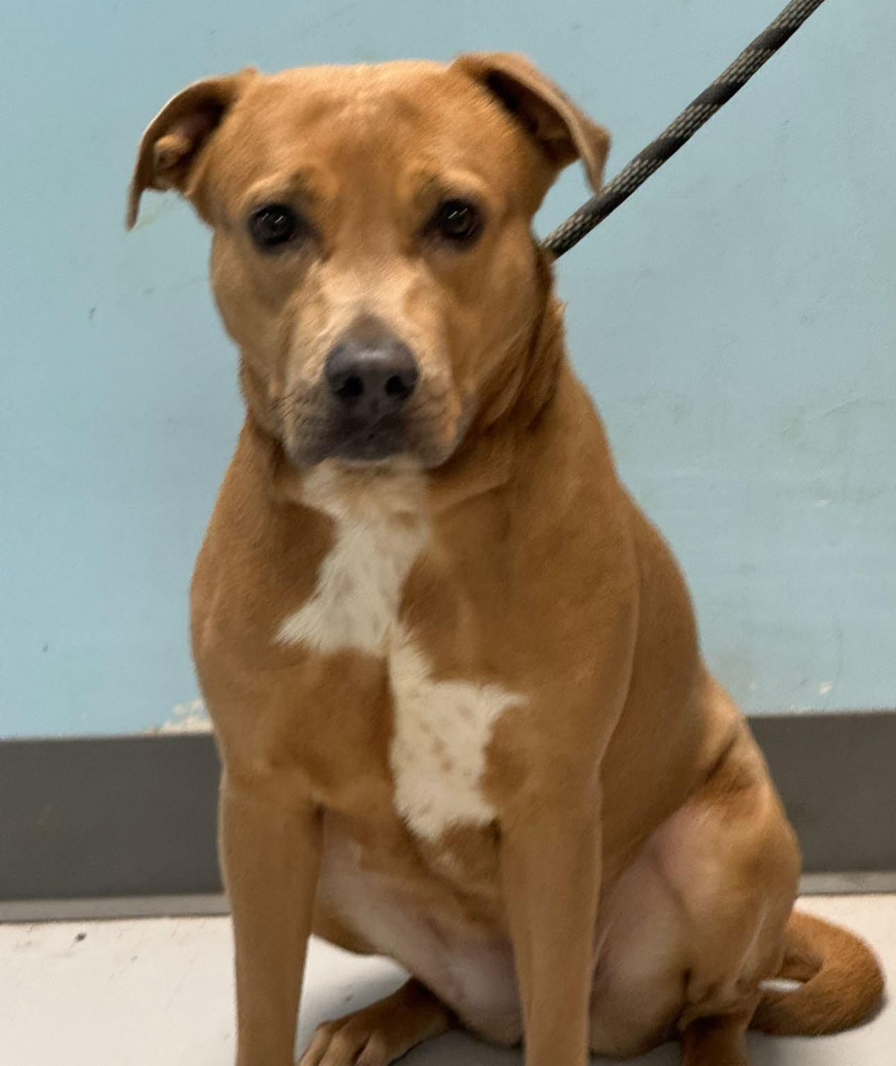 Hazel, Adoptable, Adult Female Pit Bull Terrier.