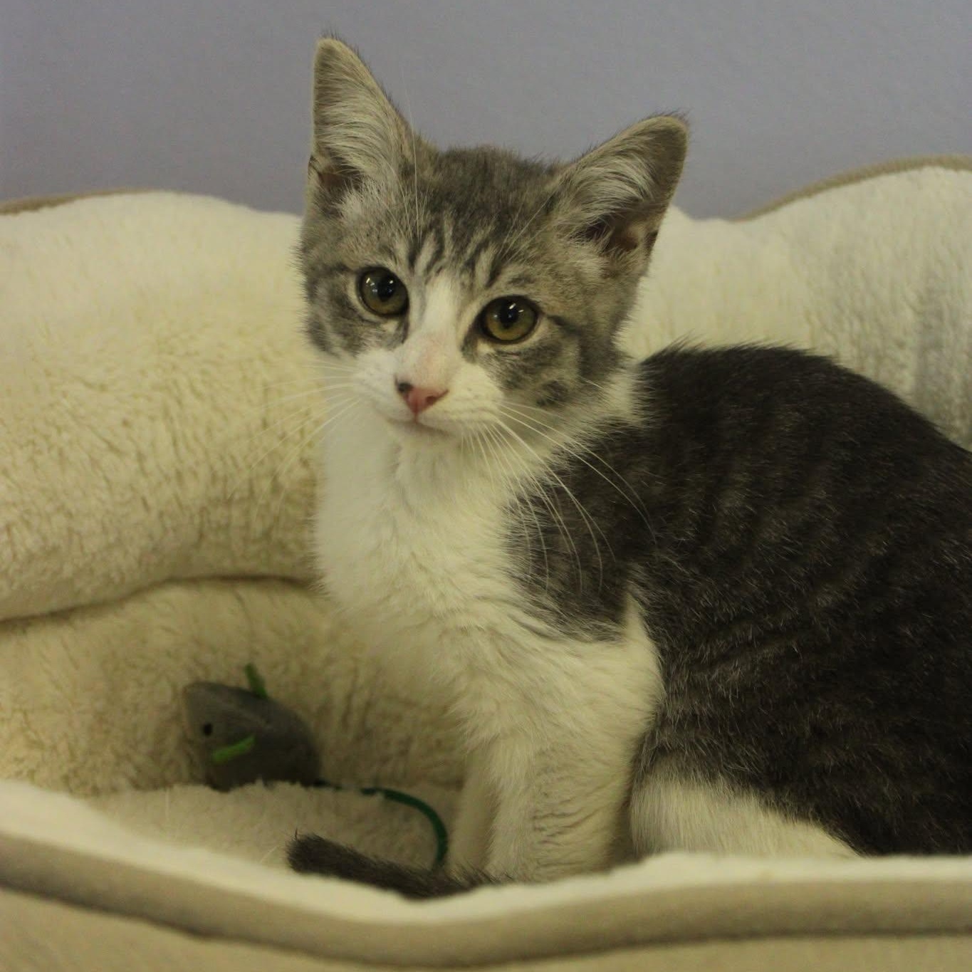Chandler, ADOPTABLE, Young Male Domestic Short Hair.