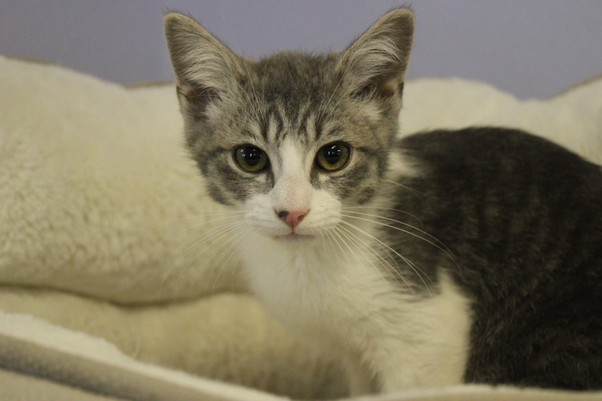 Enlarge Chandler, a ADOPTABLE mixed breed in Weaverville, CA image 3/4