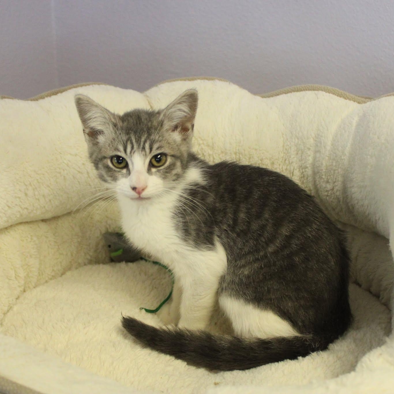 Enlarge Chandler, a ADOPTABLE mixed breed in Weaverville, CA image 4/4