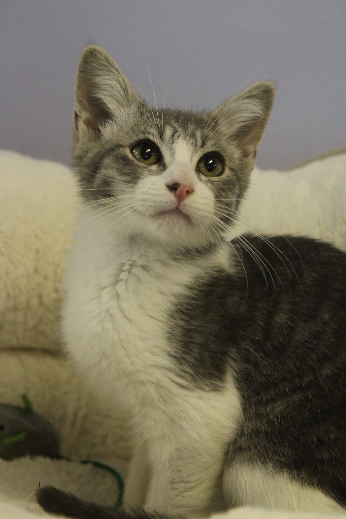 Enlarge Chandler, a ADOPTABLE mixed breed in Weaverville, CA image 2/4