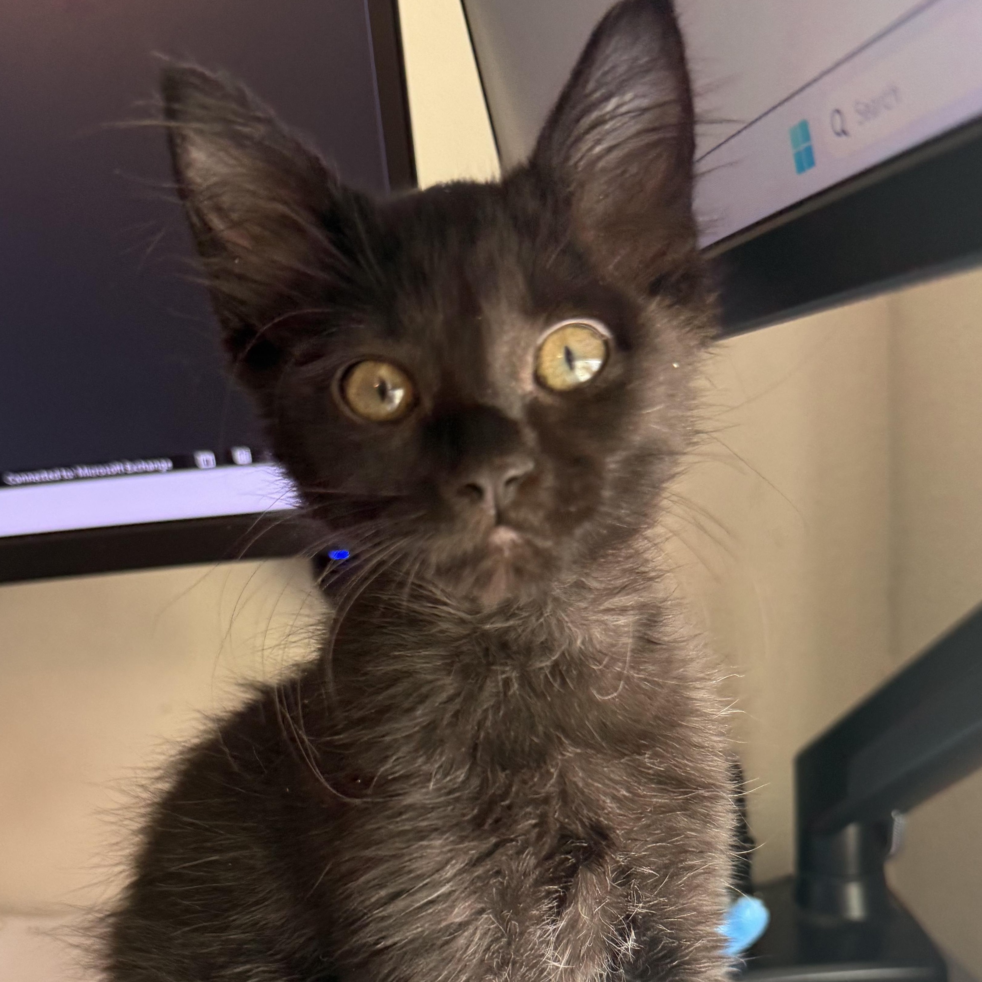 Enlarge Mystique, a ADOPTABLE Domestic Short Hair in San Diego, CA image 1/3